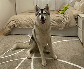 消臭ラグ「ビーグル」をご紹介いただきました